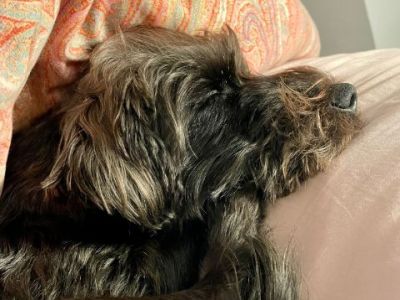 Animal Concern Cumbria