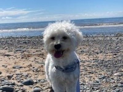 Animal Concern Cumbria