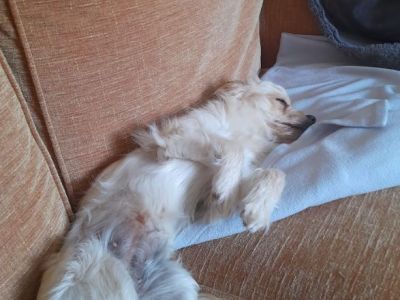 Animal Concern Cumbria