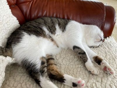 Animal Concern Cumbria