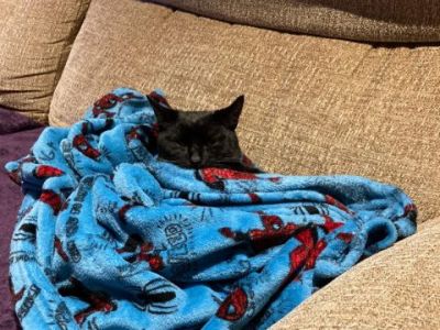 Animal Concern Cumbria