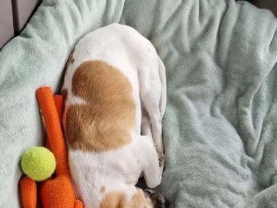 Animal Concern Cumbria