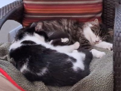 Animal Concern Cumbria