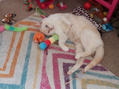 Animal Concern Cumbria