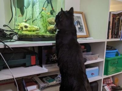 Animal Concern Cumbria