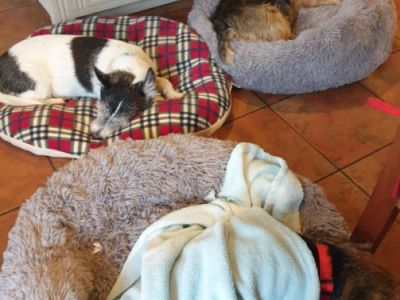 Animal Concern Cumbria