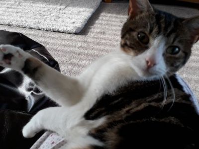 Animal Concern Cumbria