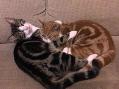 Animal Concern Cumbria