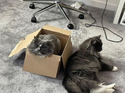 Animal Concern Cumbria