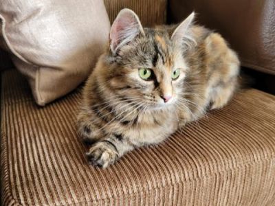 Animal Concern Cumbria