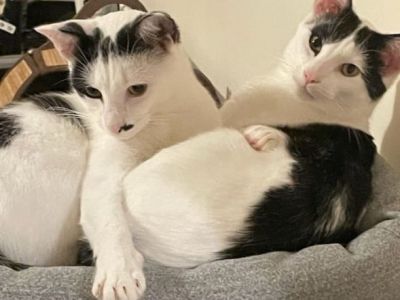 Animal Concern Cumbria