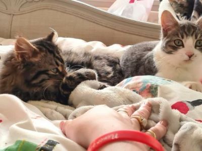 Animal Concern Cumbria