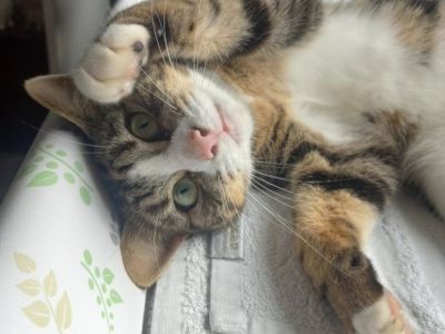 Animal Concern Cumbria